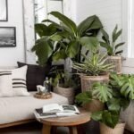 How to Arrange Plants in Living Room: 20 Fun Ideas to Test